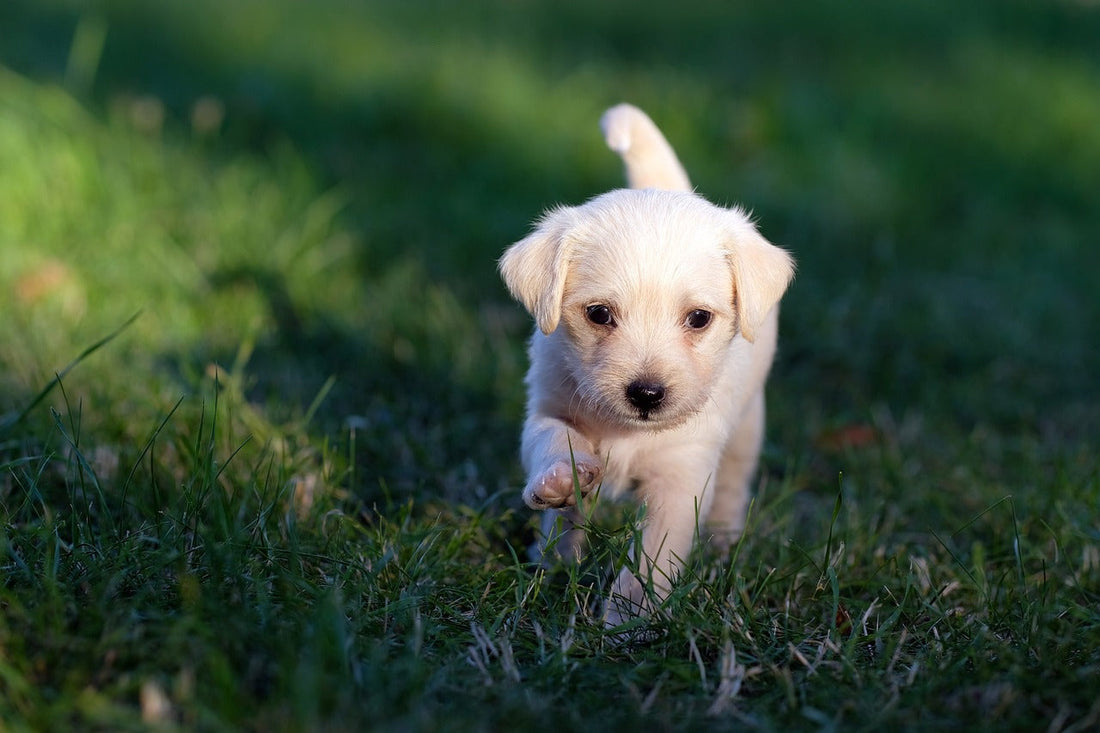 A Step-by-Step Guide to Cleaning Your Pet's Bedding and Living Area